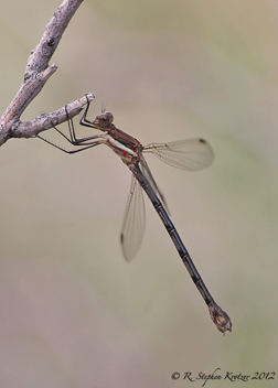 Archilestes grandis, female